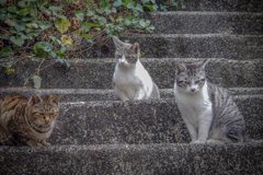 様子見だニャン！