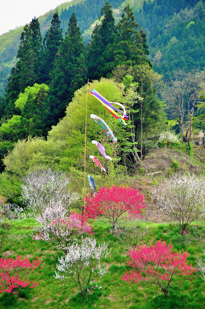 皐月(さつき)