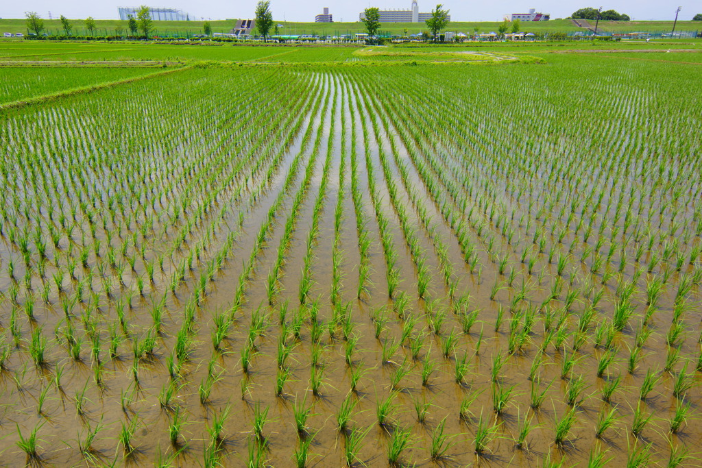 田園