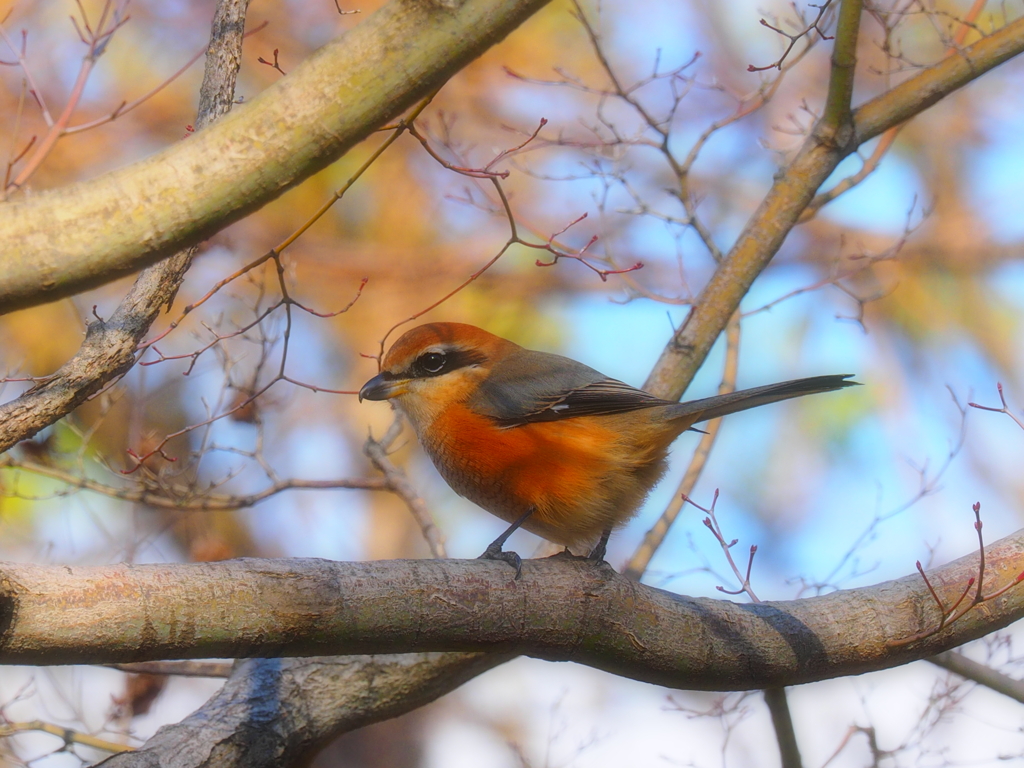 初鳥撮りのモズ♀～！