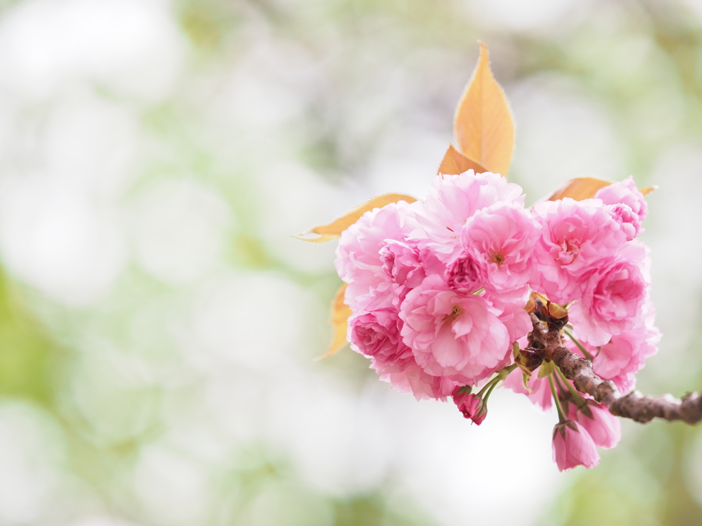 八重桜～華やぎ～