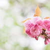 八重桜～華やぎ～