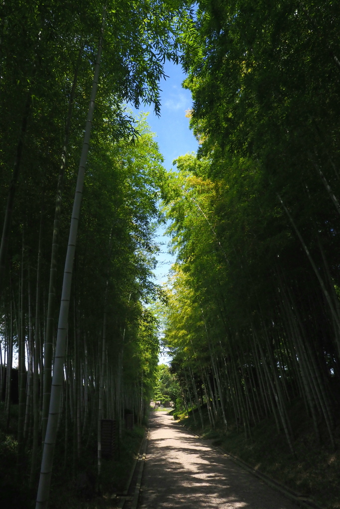 竹林の小路