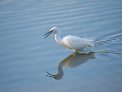 Reflection