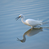Reflection