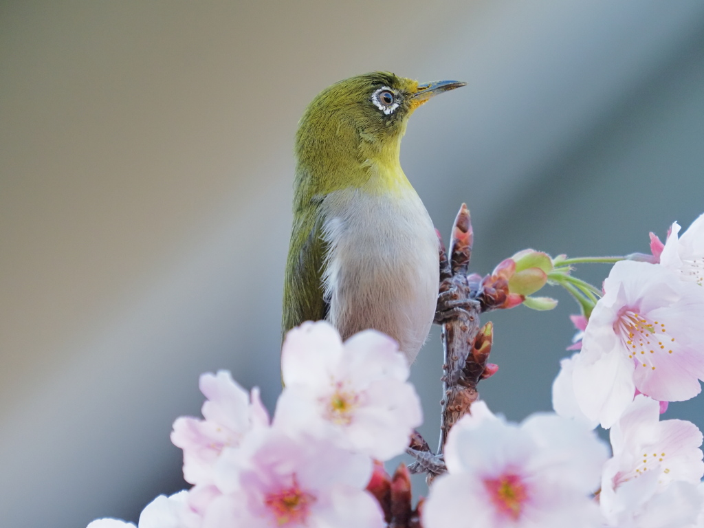 凛々しく