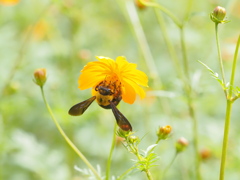 蜜を求める訪問者