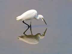 水鏡を見つめる白鷺