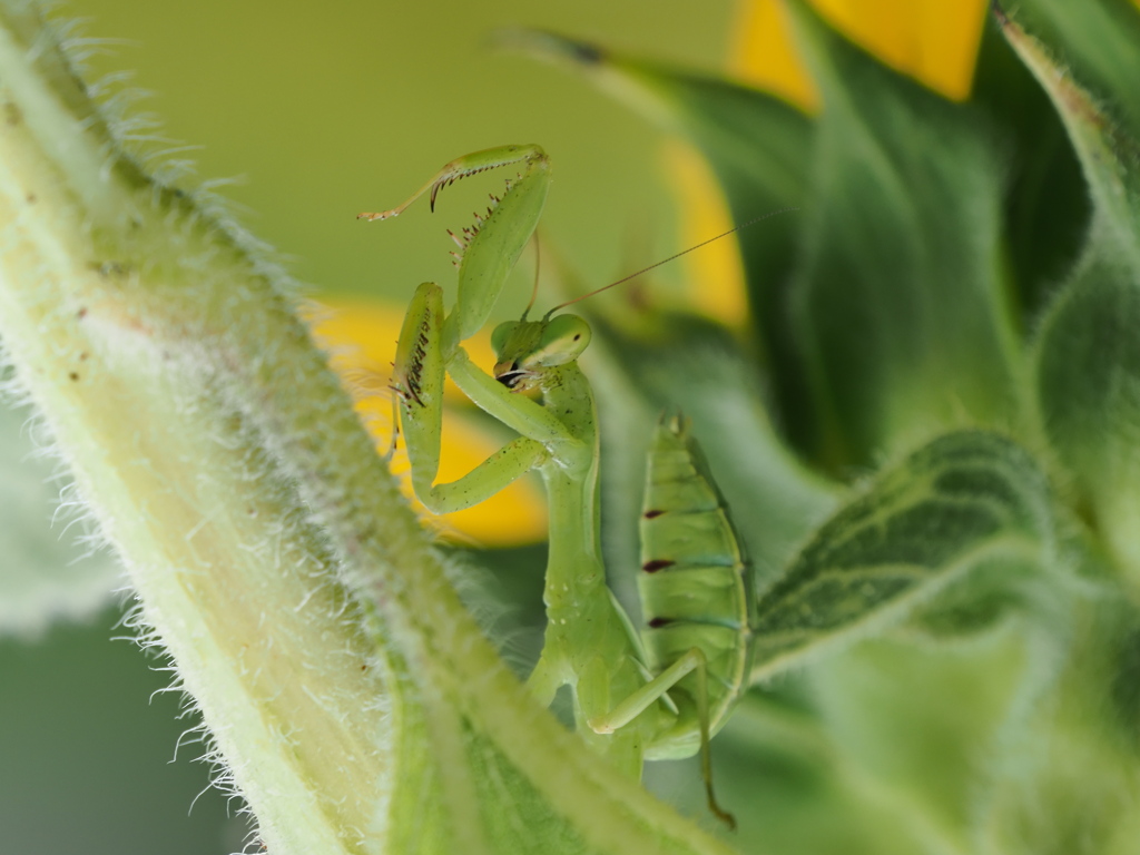 カマを振り上げて