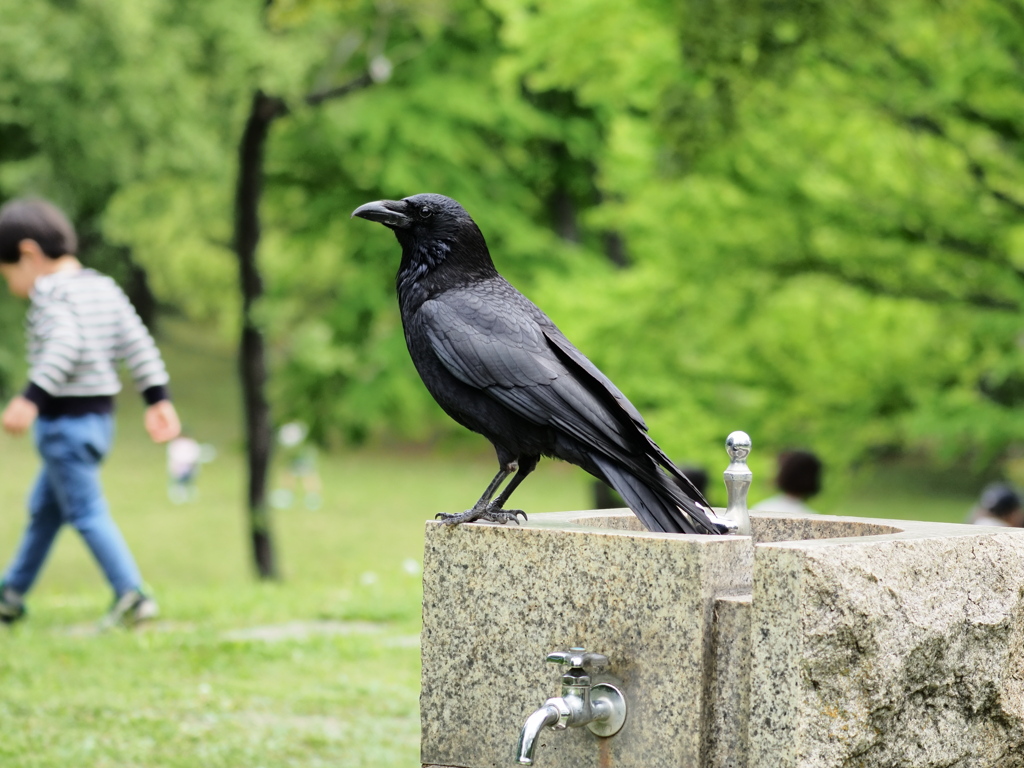 我が物顔