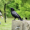 我が物顔