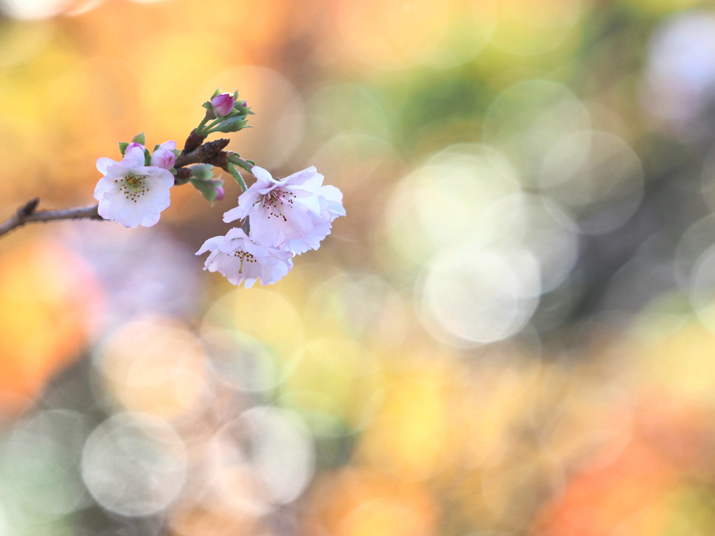 四季桜（十月桜）