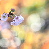 四季桜（十月桜）