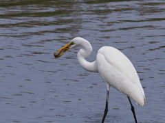 白き狩人の瞬撃