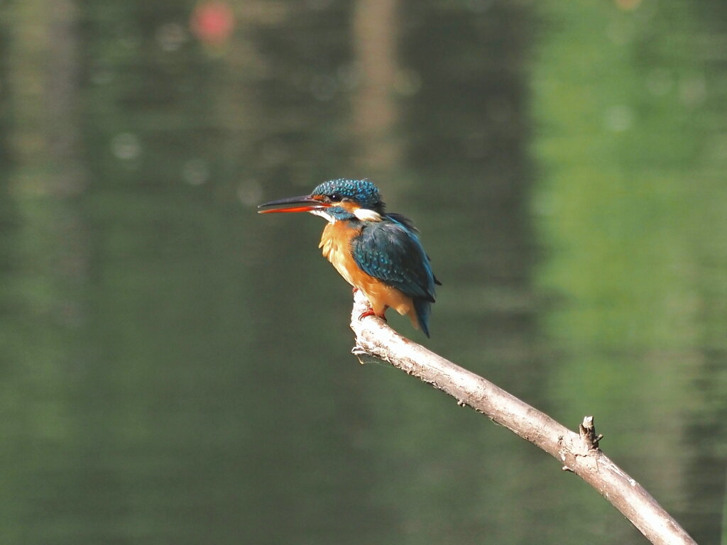 カワ子