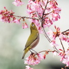 背伸びして