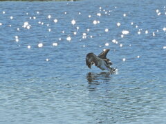 ミサゴの狩り～ダウインポーズ