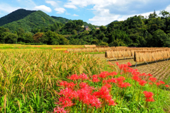 彩り満ちる秋の棚田
