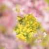 春の彩～河津桜に囲まれて～