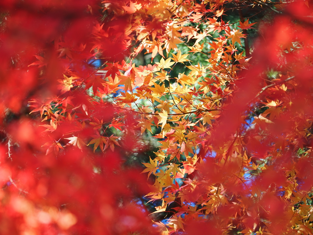 紅葉と黄葉