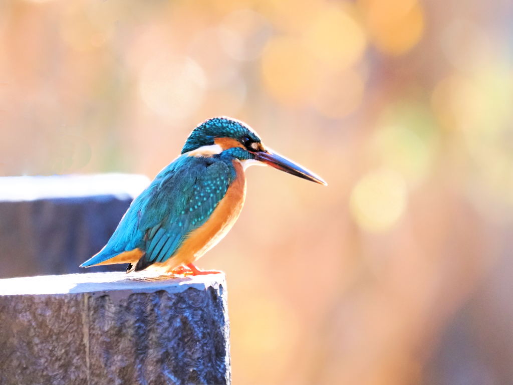 煌めきの中で佇む