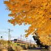 武蔵野線秋景色を走る