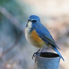 幸せの青い鳥