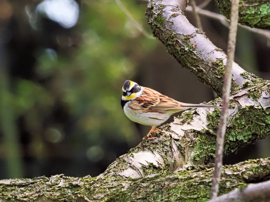 ミヤマホウジロ