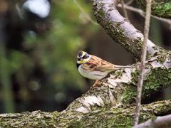 ミヤマホウジロ