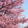 河津桜並木