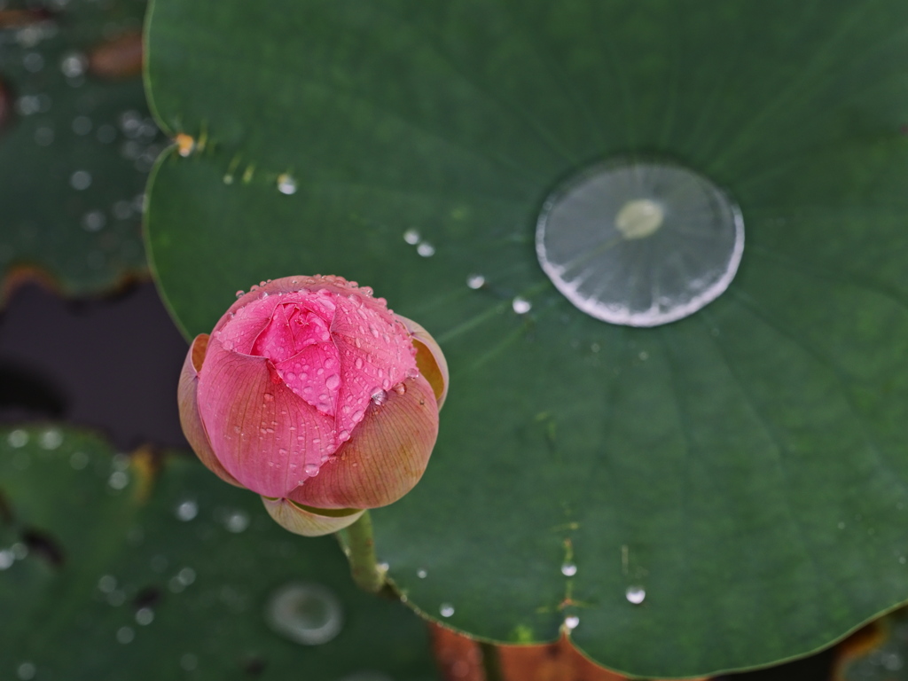 つぼみと雨粒