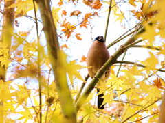 秋の恵みほおばる
