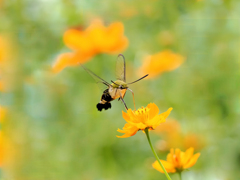 蜜に誘われ舞う翅音