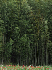 竹林とポピー
