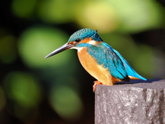 冬の陽ざに青く輝く