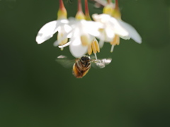 エゴノキの花にミツバチが