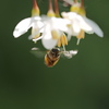 エゴノキの花にミツバチが