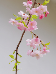 枝垂れ桜