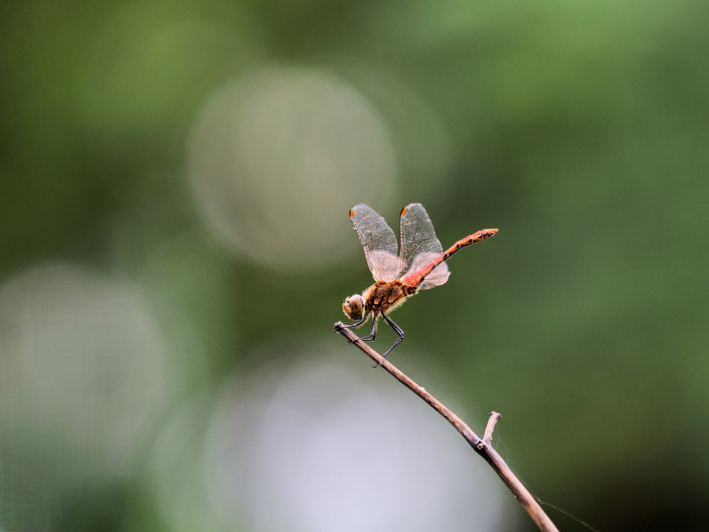 ひとときの休息