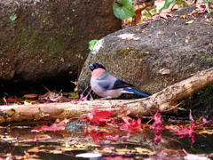 ウソ落ち葉の時