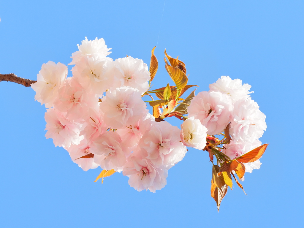 八重桜～青空に～