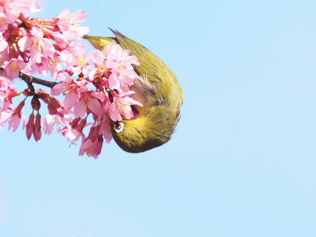 アクロバット