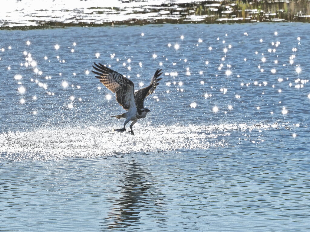 離水