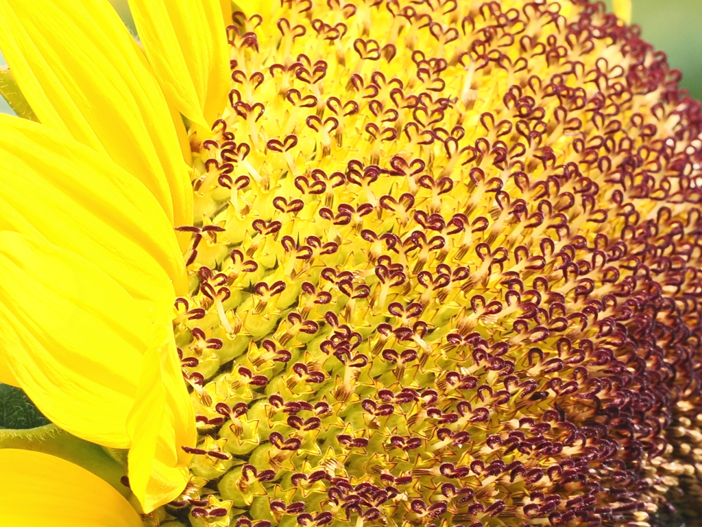 ハートの花園