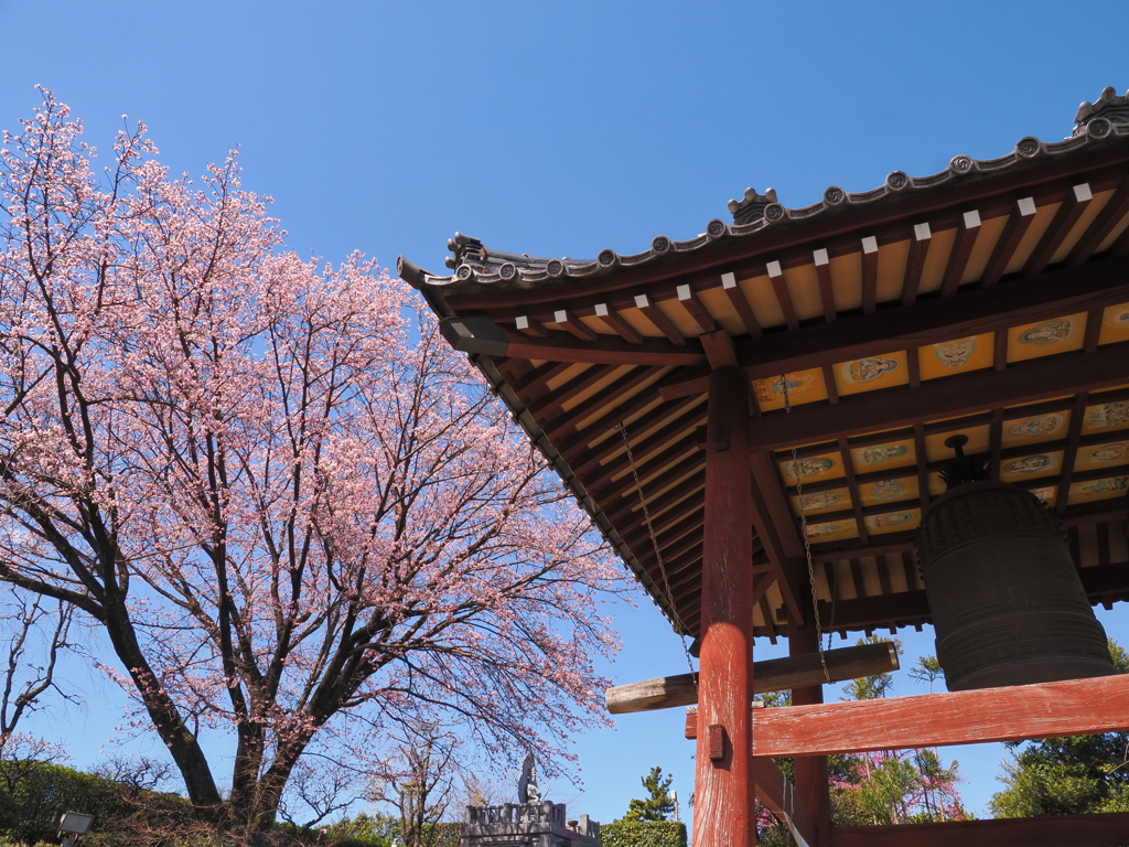 桜と鐘楼