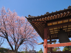 桜と鐘楼