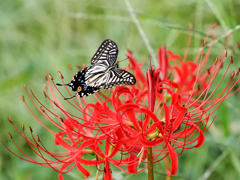 紅の花へひらひら