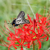 紅の花へひらひら