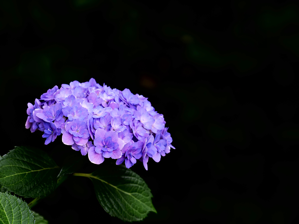 豪華な花姿