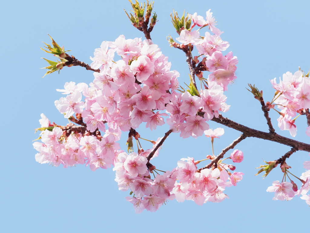 河津桜